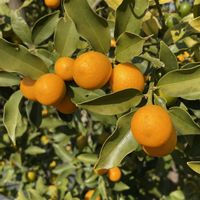 キンカン,マキの実,お出かけ先の画像