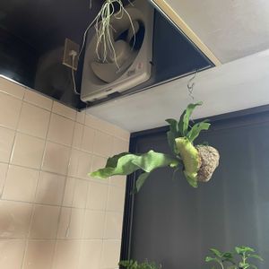 チランジア,メラノクラテル,コーヒーの木,ダバリア　ラビットフッド,多肉植物の画像