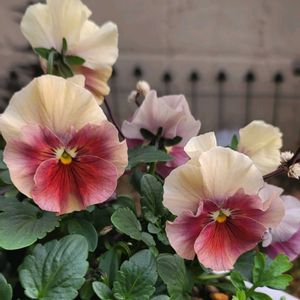 リーフ好き☘.۰•゜,かわいいな♡,お花好き,すてき…♡,自己流ガーデニングの画像