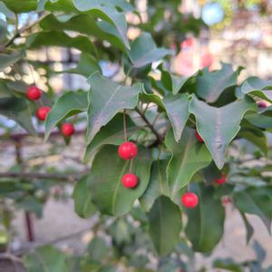 ソヨゴ,ソヨゴの実,GSに感謝。,植物観察,植物散策の画像