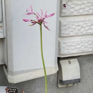 球根植物,花のある暮らし,植中毒,おうち園芸,小さな庭の画像