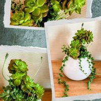 グリーンネックレス,ヌダ,多肉植物,可愛い,元気！の画像