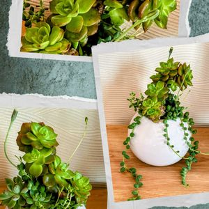 グリーンネックレス,ヌダ,多肉植物,可愛い,元気！の画像