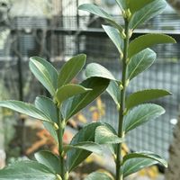 マサキ,ガーデニング,可愛い,植物愛がとまらない,おうち園芸の画像