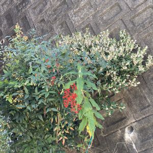 植中毒,花の咲く木,おうち園芸,小さな庭,玄関アプローチの画像