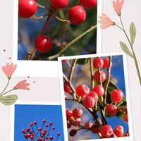 ノイバラ,アキグミ,サルトリイバラ,赤い実が可愛い,実家の山道での画像