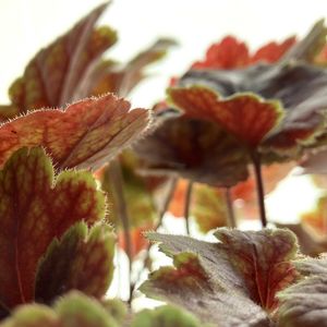 ゼラニウム,ユリオプスデージー,ヒューケラ,ヒューケラ エレクトラ,❤️いいね、ありがとうの画像