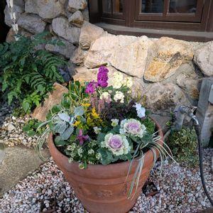 寄せ植え,ガーデニング,ナチュラルガーデン,コンテナガーデン,花のある暮らしの画像