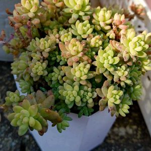 花団錦,花団錦,多肉植物,小さな花壇,love&peaceの画像