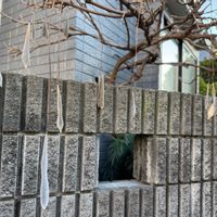 フジ,藤の実,ふじ,藤（ふじ）,シンボルツリーの画像