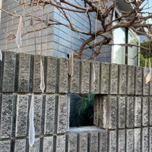 フジ,藤の実,ふじ,藤（ふじ）,シンボルツリーの画像