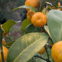 カリン,シークワーサー,レモン,いつもありがとう♡,花のある暮らしの画像