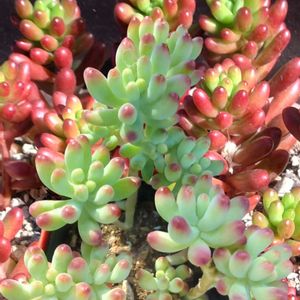 火祭り,乙女心,虹の玉（セダム属）,虹の玉,ピーチプリデの画像