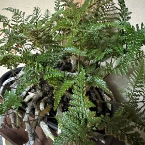 トキワシノブ,キュンキュン乙女倶楽部,和室の画像