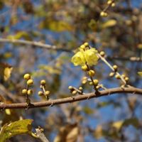 ロウバイ,癒される,お散歩,かわいい♡,ウォーキングの画像
