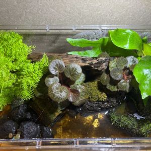 ユキノシタ,ネフロレピス マリサ,コウモリラン・ネザーランド,トイレの画像