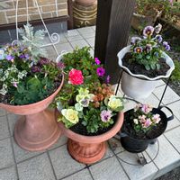 ヌーヴェル・ヴァーグ,寄せ植え,ヌーヴェル ヴァーグ,松原園芸,花友さんに感謝♡の画像