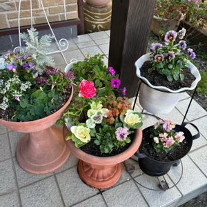 ヌーヴェル・ヴァーグ,寄せ植え,ヌーヴェル ヴァーグ,松原園芸,花友さんに感謝♡の画像