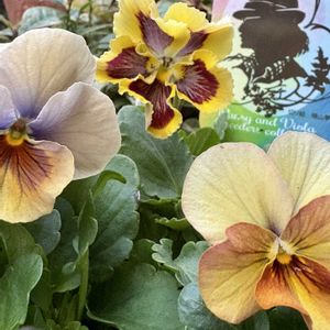 ビオラ,片山清美ビオラ,庭人ビオラ いざよふ月,花のある暮らし,ビオラ・パンジーの画像