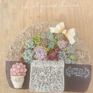 セダム,多肉植物,多肉寄せ植え,エケベリア属,もりもり多肉の画像