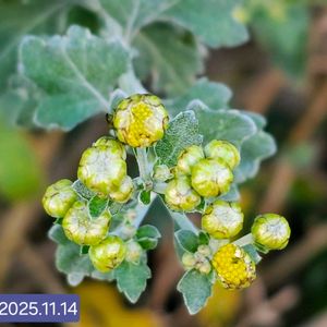 イソギク,ハナイソギク,平和を願う,ご近所さんの生垣,キク科キク属の画像