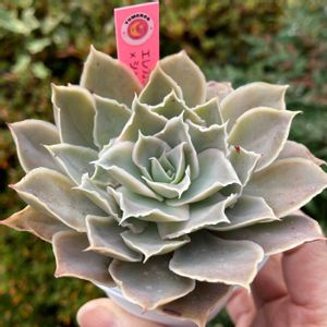 エレガンス×シャビアナペレグリナ,多肉植物,多肉中毒,多肉多肉多肉,多肉のある暮らしの画像