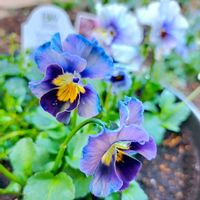 ビオラ,寄せ植え,鉢植え,庭の画像