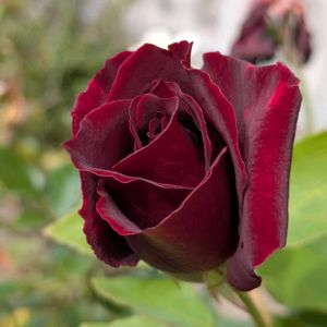 花のある暮らし,今日のお花,花いろいろ,おうち園芸,棚の画像