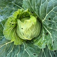 キャベツ,ひなげし,種まきっ子,種から,寒さに強いの画像