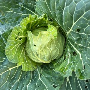 キャベツ,ひなげし,種まきっ子,種から,寒さに強いの画像