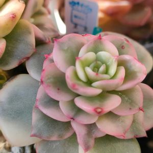 多肉植物いろいろ,ヌダ錦,多肉植物,エケベリア属,多肉大好きの画像