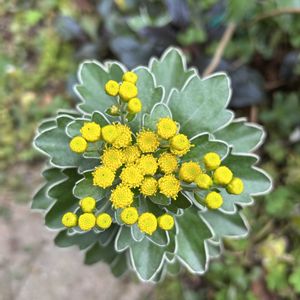 イソギク,シェードガーデン,葉っぱ好き,今日のお花,ズボラガーデナーの画像