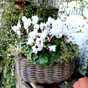 ガーデンシクラメン,寄せ植え,可愛い,花のある暮らし,寄せ植え大好きの画像