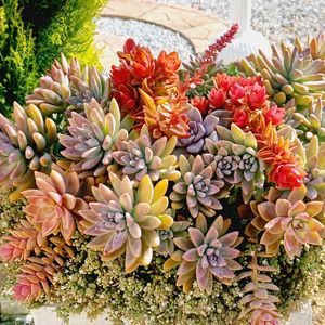 シンボルツリーのある庭,小さな庭,家庭菜園,玄関アプローチ,庭の画像