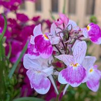 リナリア,リナリアと葉ボタン,寄植え,玄関先,鳥に食べられた！の画像