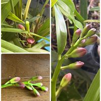 シンビジウム,デンドロビウム,シンビジウム ワインシャワー,Den.bracteosum（New Red Long),デンドロビウム ブラクテオサム（ニューレッドロング）の画像