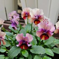 ビオラ 百笑 momoemi,百姓屋,鉢植え,明るい日陰,プランターの画像