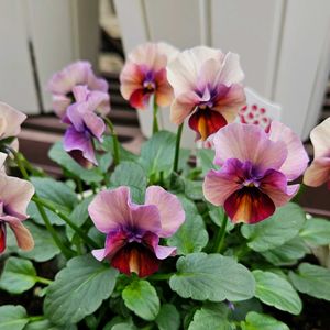 ビオラ 百笑 momoemi,百姓屋,鉢植え,明るい日陰,プランターの画像