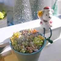 多肉植物,葉挿し,多肉寄せ植え,多肉植物のある暮らしの画像