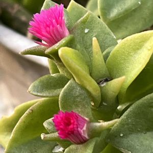 ベビーサンローズ,鉢植え,ネコ好き,花のある暮らし,テラスの画像