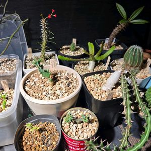 ユーフォルビア属,ユーフォルビア　クンチー,パキポディウム・バロ二ー,ユーフォルビア ステラータ 飛竜,デカリア マダガスカリエンシスの画像