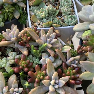 エレガンス,多肉植物いろいろ,エケベリア　エレガンス,多肉寄せ植え,多肉初心者の画像