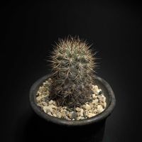 サボテン,エリオシケ,サボテン☆,冬越し,バルコニストの画像