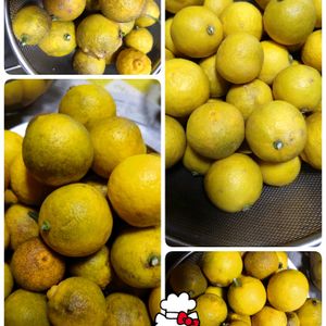 柚子,柚子の木,地植え,庭からの恵み,柚子の栽培の画像