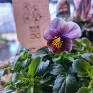 シクラメン,ビオラ,ビオラ フロステッドチョコレート,フロステッド チョコレート,ナチュラルガーデンの画像