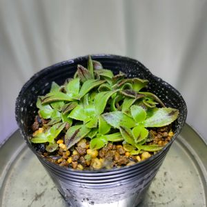 Aeonium Gomera,多肉植物,実生,アエオニウム,成長記録の画像