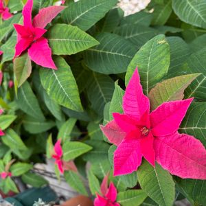 プリンセチア,軒下,狭い庭,その他エクステリアの画像