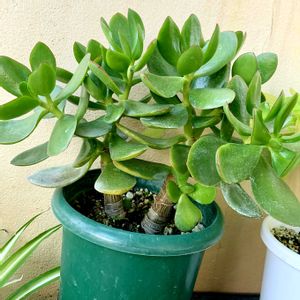 金のなる木,花のある暮らし,緑のある暮らし,iPhone撮影,世界平和の画像