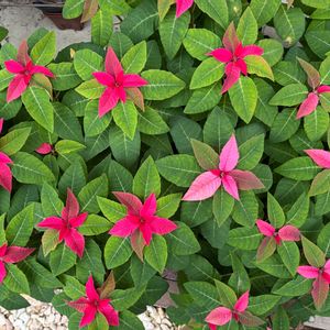 プリンセチア,軒下,狭い庭,その他エクステリアの画像