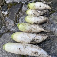 大根,大根の葉っぱ,寒い日,畑の画像